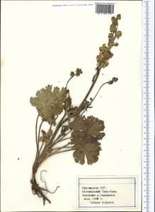 Aconitum rotundifolium Kar. & Kir., Middle Asia, Northern & Central Tian Shan (M4) (Kyrgyzstan)