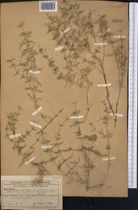 Acanthophyllum pungens (Bunge) Boiss., Middle Asia, Caspian Ustyurt & Northern Aralia (M8) (Kazakhstan)