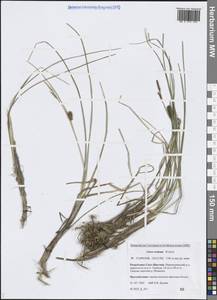 Carex rostrata Stokes, Siberia, Yakutia (S5) (Russia)