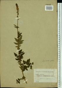 Agrimonia eupatoria L., Eastern Europe, Moscow region (E4a) (Russia)