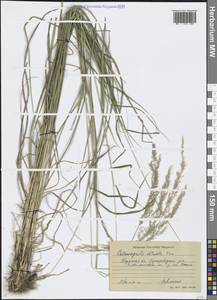 Calamagrostis obtusata Trin., Eastern Europe, Eastern region (E10) (Russia)