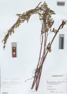 Artemisia gmelinii Weber ex Stechm., Siberia, Altai & Sayany Mountains (S2) (Russia)