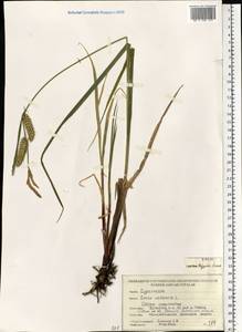 Carex vesicaria L., Eastern Europe, Belarus (E3a) (Belarus)