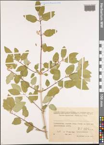 Lonicera, Middle Asia, Pamir & Pamiro-Alai (M2) (Tajikistan)