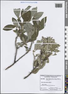 Salix abscondita Laksch., Siberia, Central Siberia (S3) (Russia)