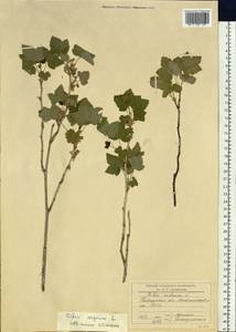 Ribes nigrum L., Siberia, Baikal & Transbaikal region (S4) (Russia)
