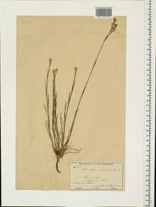 Dianthus borbasii, Eastern Europe, Moscow region (E4a) (Russia)