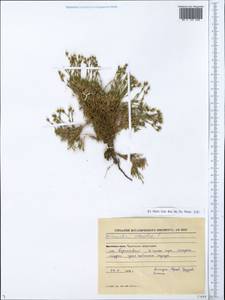 Cherleria obtusiloba (Rydb.) comb. ined., Siberia, Chukotka & Kamchatka (S7) (Russia)