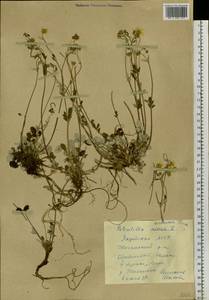 Potentilla arenosa (Turcz.) Juz., Siberia, Yakutia (S5) (Russia)