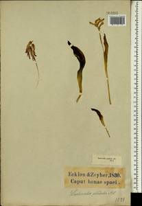 Lachenalia bulbifera (Cirillo) Engl., Africa (AFR) (South Africa)