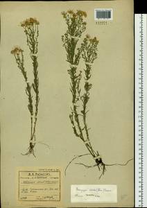 Heteropappus altaicus (Willd.) Novopokr., Siberia, Baikal & Transbaikal region (S4) (Russia)