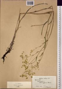 Bupleurum multinerve DC., Siberia, Altai & Sayany Mountains (S2) (Russia)