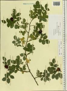 Rosa caesia Sm., Eastern Europe, Central forest-and-steppe region (E6) (Russia)