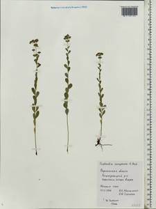 Euphorbia sareptana Becker, Eastern Europe, Central forest-and-steppe region (E6) (Russia)