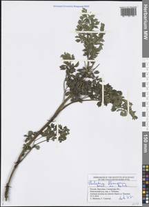 Thalictrum minus subsp. minus, Eastern Europe, Middle Volga region (E8) (Russia)