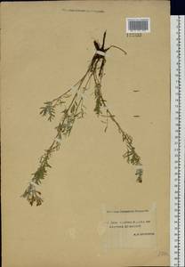 Astragalus syriacus L., Siberia, Yakutia (S5) (Russia)