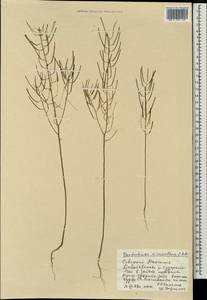 Dontostemon micranthus C.A. Mey., Mongolia (MONG) (Mongolia)