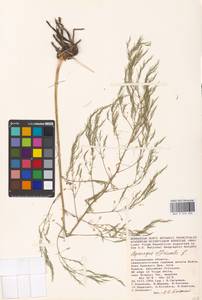Asparagus officinalis L., Eastern Europe, Lower Volga region (E9) (Russia)