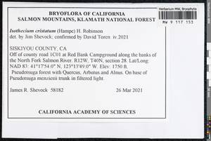 Pseudisothecium cristatum (Hampe) Ignatova, Fedosov & Ignatov, Bryophytes, Bryophytes - America (BAm) (United States)