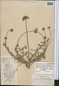 Ligusticum afghanicum Rech. fil., Middle Asia, Pamir & Pamiro-Alai (M2) (Tajikistan)