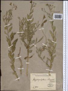 Haplophyllum acutifolium (DC.) G. Don, Middle Asia, Syr-Darian deserts & Kyzylkum (M7) (Not classified)