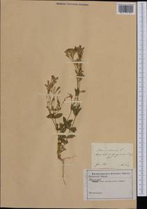 Atocion armeria (L.) Fourr., Western Europe (EUR)