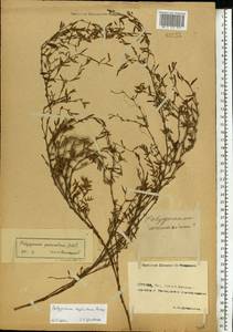 Polygonum aviculare subsp. neglectum (Besser) Arcang., Eastern Europe, Rostov Oblast (E12a) (Russia)