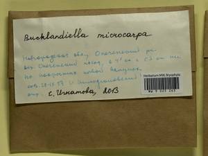 Bucklandiella microcarpos (Hedw.) Bedn.-Ochyra & Ochyra, Bryophytes, Bryophytes - Novgorod & Pskov Oblasts (B5) (Russia)