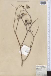 Ferula lithophila Pimenov, Middle Asia, Western Tian Shan & Karatau (M3) (Tajikistan)