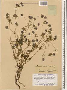 Asperula setosa Jaub. & Spach, Caucasus, North Ossetia, Ingushetia & Chechnya (K1c) (Russia)