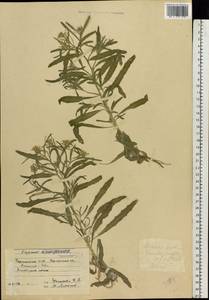 Erysimum odoratum Ehrh., Eastern Europe, South Ukrainian region (E12) (Ukraine)
