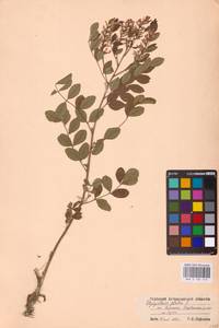 Glycyrrhiza glabra L., Eastern Europe, Lower Volga region (E9) (Russia)