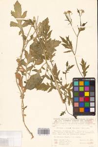 Rorippa × anceps (Wahlenb.) Rchb., Eastern Europe, Belarus (E3a) (Belarus)