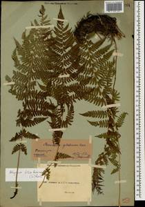 Athyrium filix-femina (L.) Roth, Caucasus, Abkhazia (K4a) (Abkhazia)