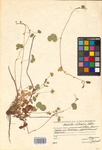 Potentilla stolonifera Lehm. ex Ledeb., Siberia, Chukotka & Kamchatka (S7) (Russia)