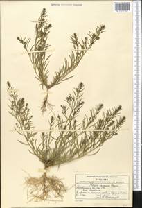 Thesium ramosum Hayne, Middle Asia, Caspian Ustyurt & Northern Aralia (M8) (Kazakhstan)