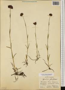 Dianthus pelviformis Heuffel, Western Europe (EUR) (Bulgaria)