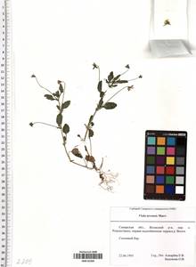 Viola arvensis Murray, Eastern Europe, Middle Volga region (E8) (Russia)