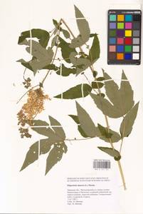 Filipendula ulmaria (L.) Maxim., Eastern Europe, Central forest-and-steppe region (E6) (Russia)
