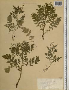Rorippa palustris (L.) Besser, Siberia, Chukotka & Kamchatka (S7) (Russia)