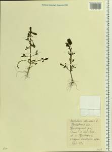 Portulaca oleracea L., Eastern Europe, Moldova (E13a) (Moldova)