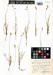 Carex rariflora (Wahlenb.) Sm., Siberia, Central Siberia (S3) (Russia)