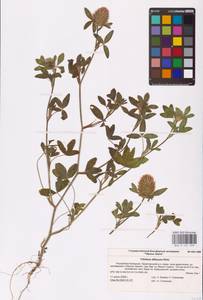 Trifolium diffusum Ehrh., Eastern Europe, Lower Volga region (E9) (Russia)