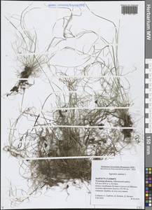 Agrostis canina L., Eastern Europe, Central region (E4) (Russia)