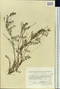 Corethrodendron fruticosum (Pall.) B.H.Choi & H.Ohashi, Siberia, Altai & Sayany Mountains (S2) (Russia)