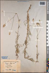 Crupina vulgaris (Pers.) Cass., Middle Asia, Syr-Darian deserts & Kyzylkum (M7) (Uzbekistan)