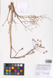 Eriosynaphe longifolia (Fisch. ex Spreng.) DC., Eastern Europe, Lower Volga region (E9) (Russia)