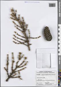 Picea obovata Ledeb., Siberia, Central Siberia (S3) (Russia)