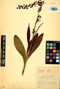 Veratrum nigrum L., Siberia, Baikal & Transbaikal region (S4) (Russia)