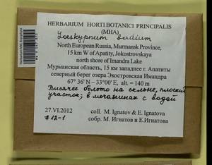 Loeskypnum badium (Hartm.) H.K.G. Paul, Bryophytes, Bryophytes - Karelia, Leningrad & Murmansk Oblasts (B4) (Russia)